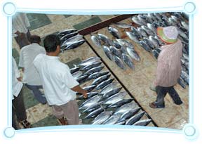 Male Fish Market Maldives